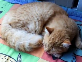 mouvements respiratoires chat