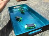 Güneş enerjili çekirge robot