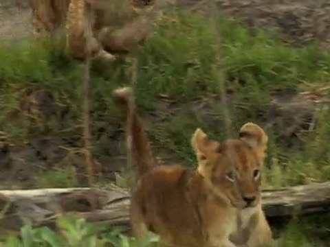 The Last Lions (2011) TRAILER (Unrated DVDRip)