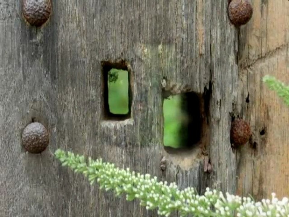 Natural Domi ( Dominique Fronczak et Patriceleste )