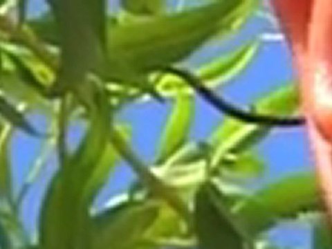 TV3 - Zeros - Moure les orelles