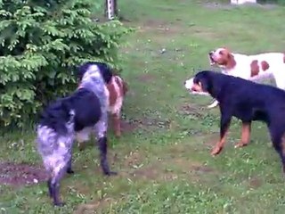 La petite meute de l'élevage "du Jardin des Saules"