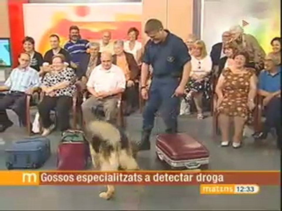 TV3 - Els matins - Gossos que ensumen droga