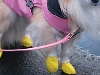 Chihuahua Booties