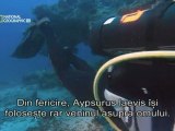 Marine Predators - Mai-2011 Part  Three