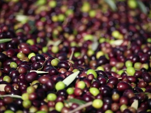Video tasting note 2010 Jordan Estate Extra Virgin Olive Oil