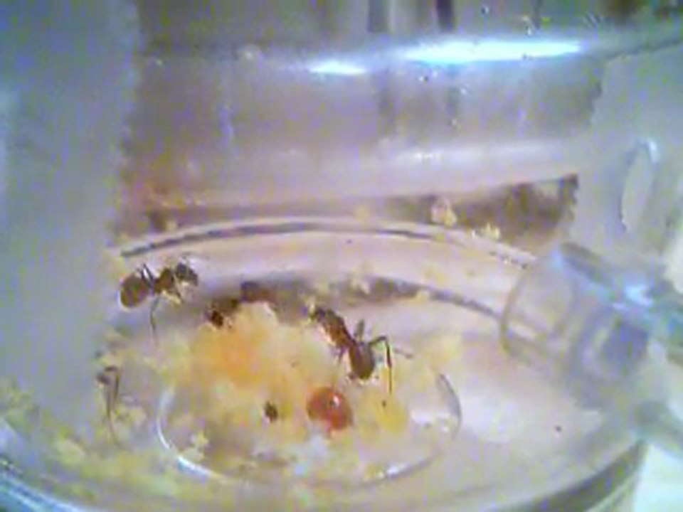 Formica cunicularia