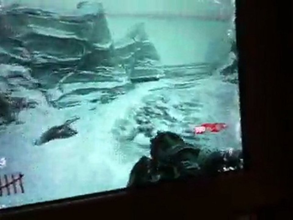 test black ops call of the dead