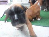 BOXER CACHORROS 20 DIAS: en venta