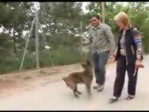 TV3 - gosSOS - Blog Neula