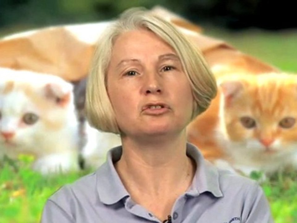 How To Get Rid Of Stray Cats
