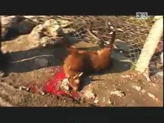 C33 - Km 33 - Passejant per un mercat albanès