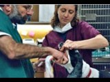 Croton Animal Hospital | Veterinarian Croton on Hudson New York | Putnam County Vets