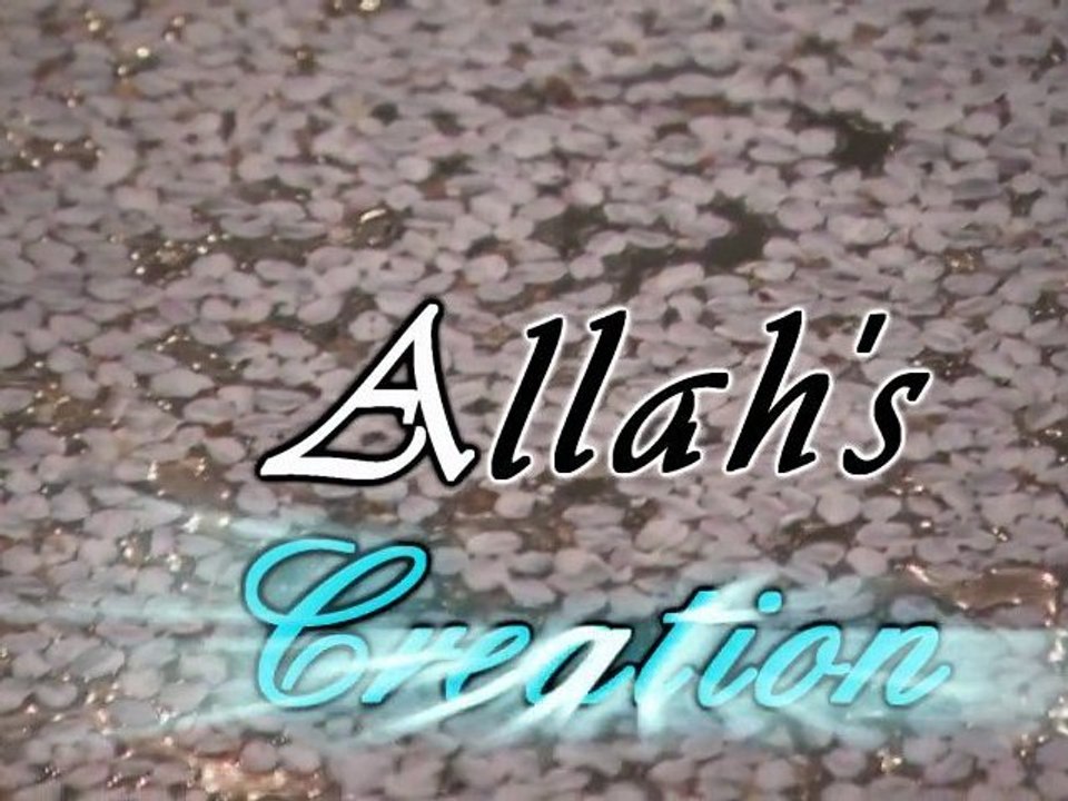 Allah's Creation (La Création d'Allah) Ep 9