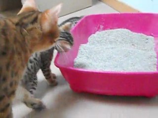 Chat bengal : Glory et la litière 18-05-11