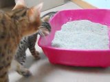 Chat bengal : Glory et la litière 18-05-11
