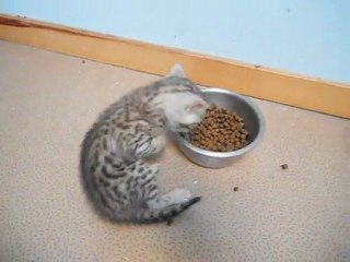 Chaton bengal : Guerlain et la gamelle 18-05-11