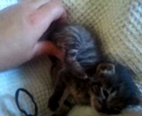 Guizmo se fait masser =)