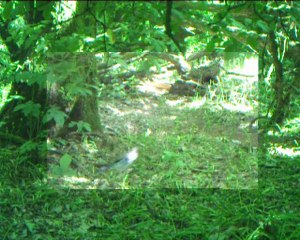 Une semaine, pile devant le trou de sortie des blaireaux