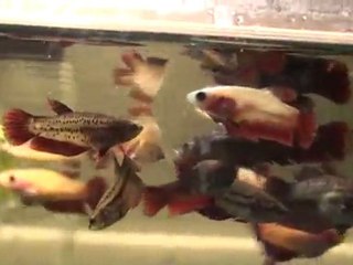 Hüseyin Yılmaz Üretimi HM