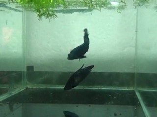 Hüseyin YIlmaz Üretimi