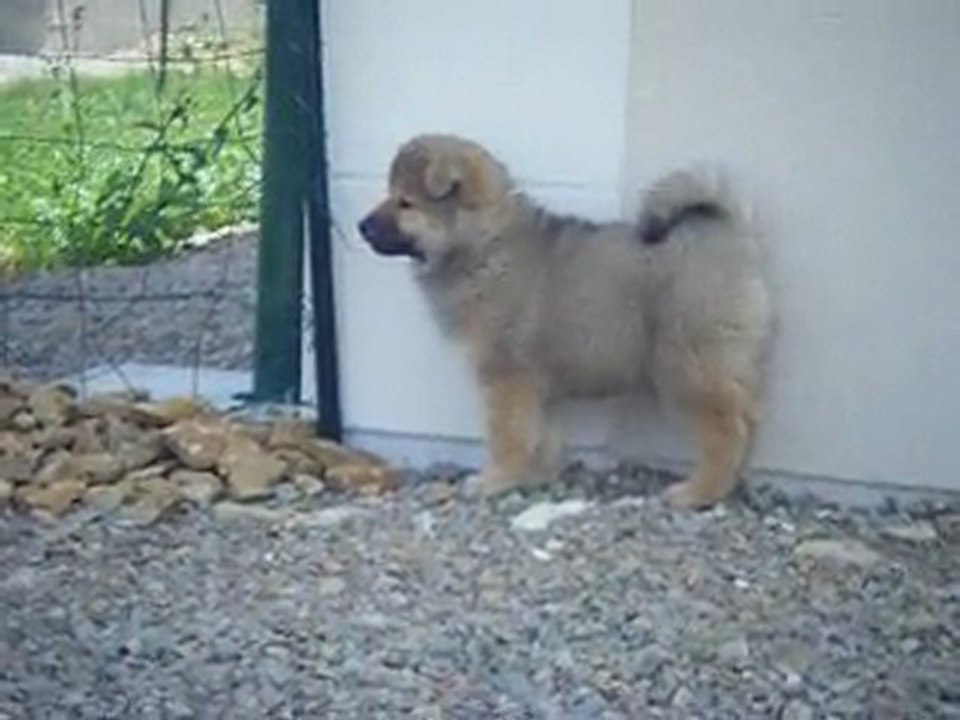 eurasier gaia qui joue aux cartes