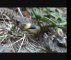 couleuvre à collier juvénile - natrix natrix