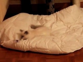 Flocon joue avec la couette