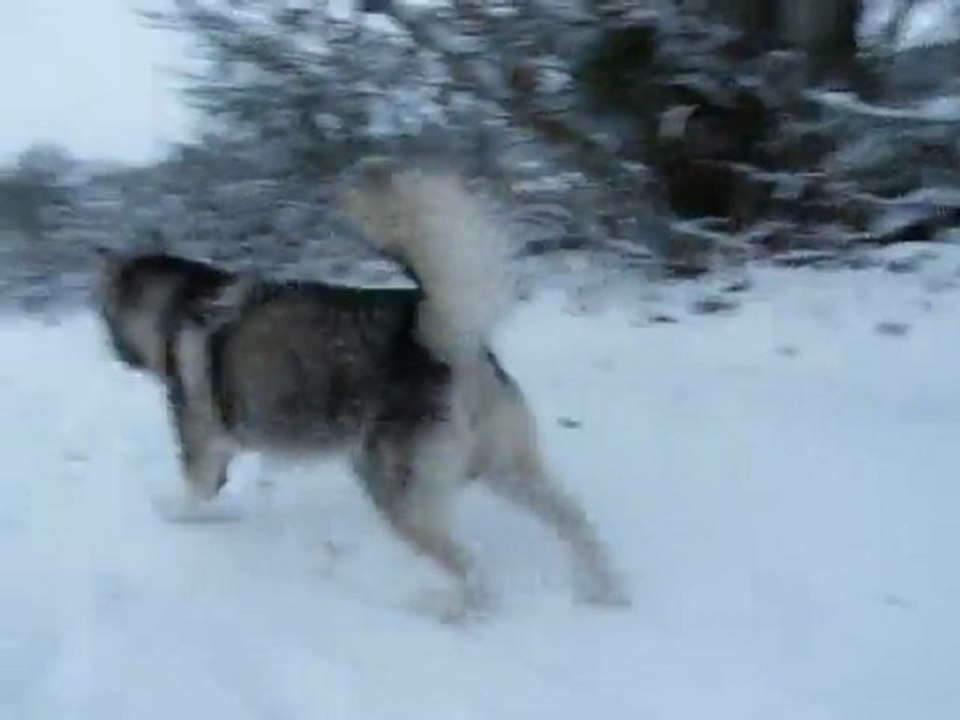 Earl se défoule dans la neige