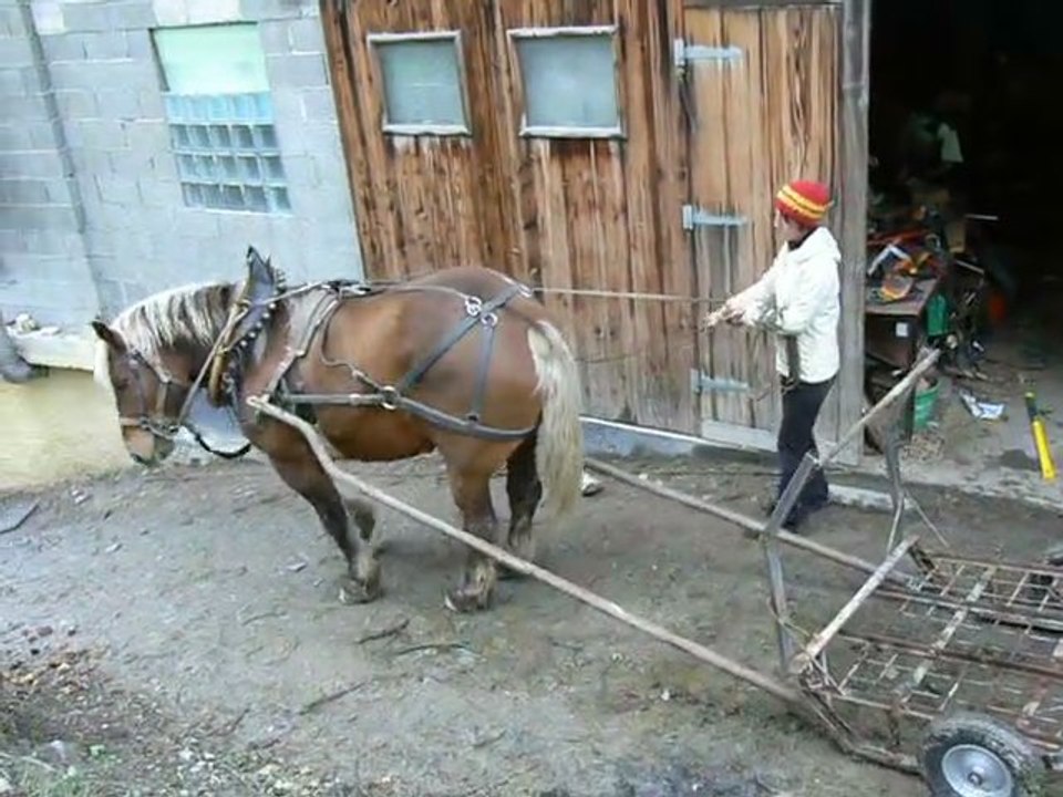 Test-du-traineau-à-roues-de débuscage-au-cheval-1