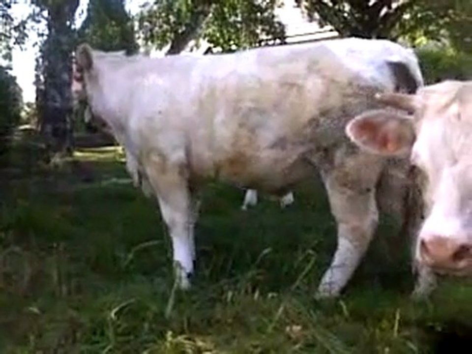 les Boeufs restent muets...sont t'ils complices ?