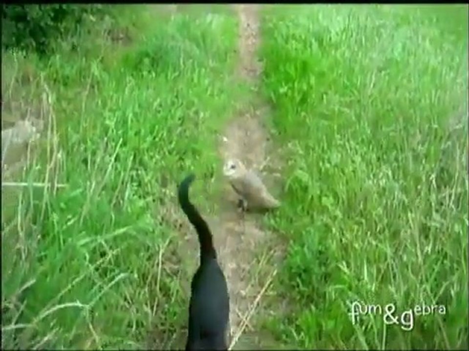 Baykuşla kedinin dostlukları