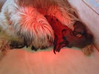 Chiots (Eden-Twinny) à 11 jours