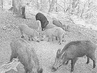 harde de sangliers au lever du jour 1