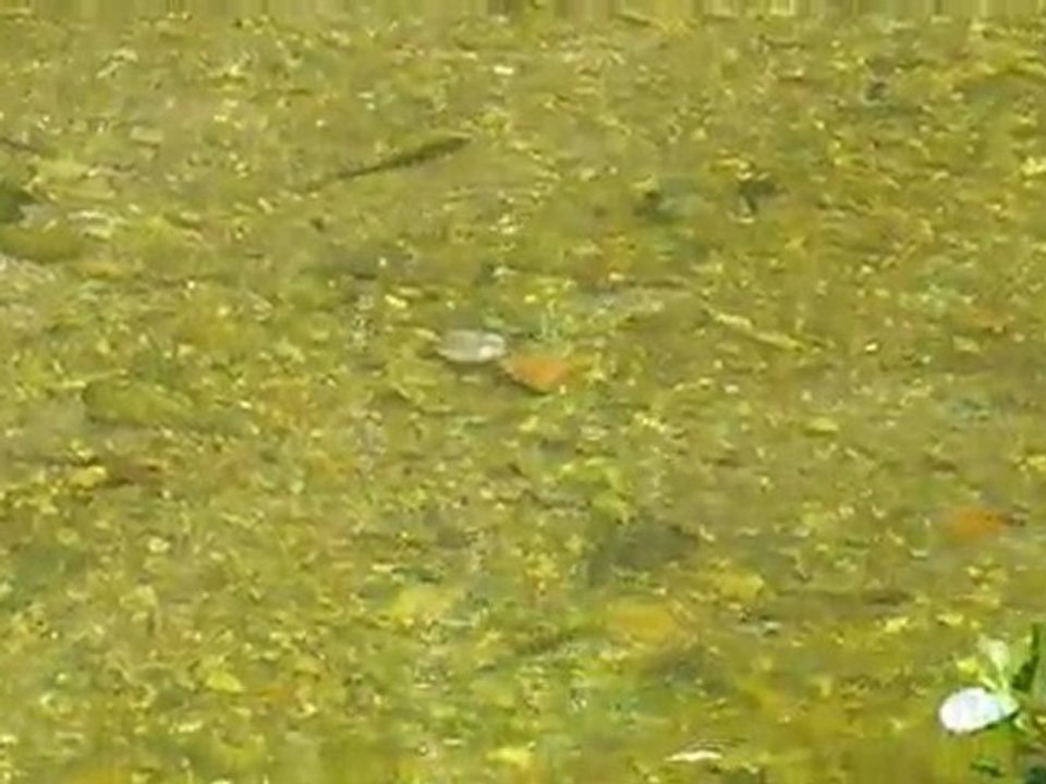 Quand les truites se mettent à table ....