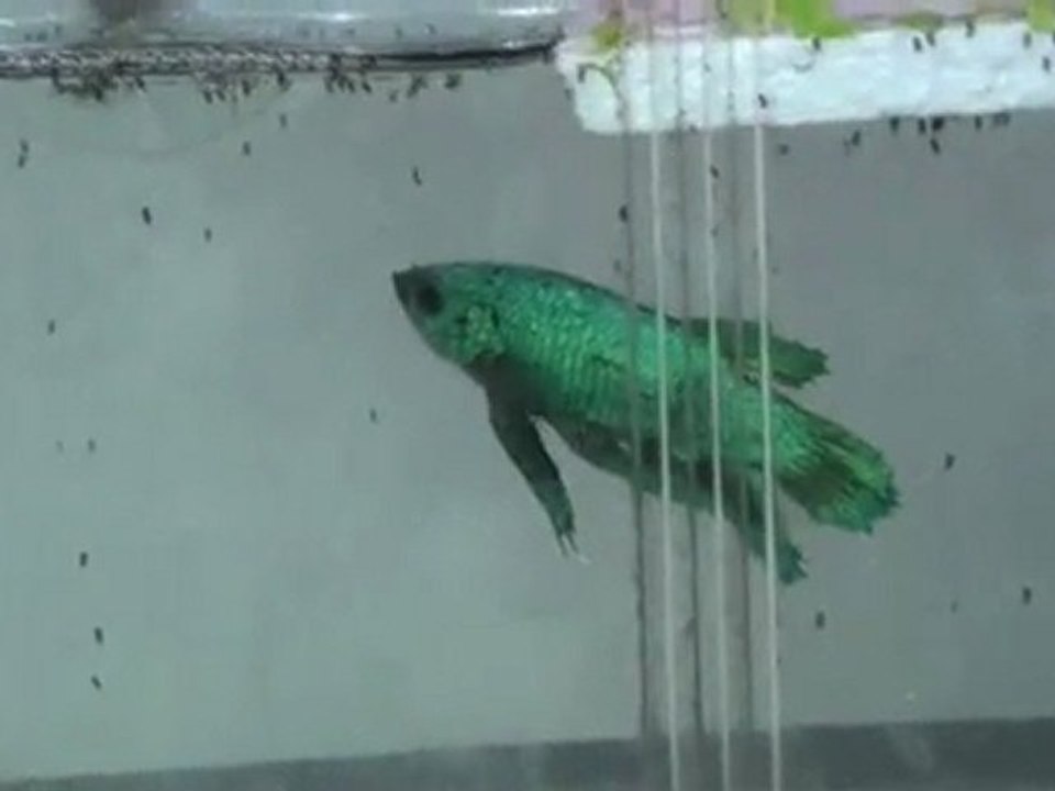 20110521113819