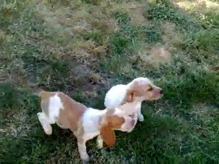 Vend Chiot Epagneul Breton