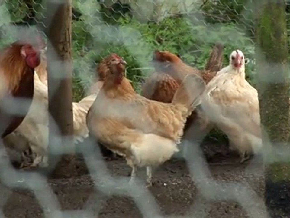 How To Keep Chicken Runs