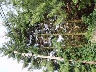 Ne pleure pas Idefix !