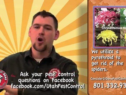 Pest Control Layton - Hobo Spiders in Utah