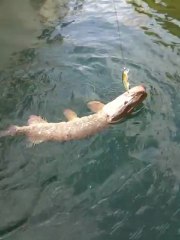 Sifflet de 70cm poursuivi par....une poutrasse hahahahaha