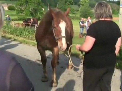 Chevaux au Concours de Mainsat (22/05/2011)