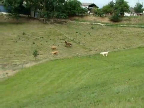 Lachage de Nanouch le 220511