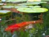 Fish Pond at Feeding Time