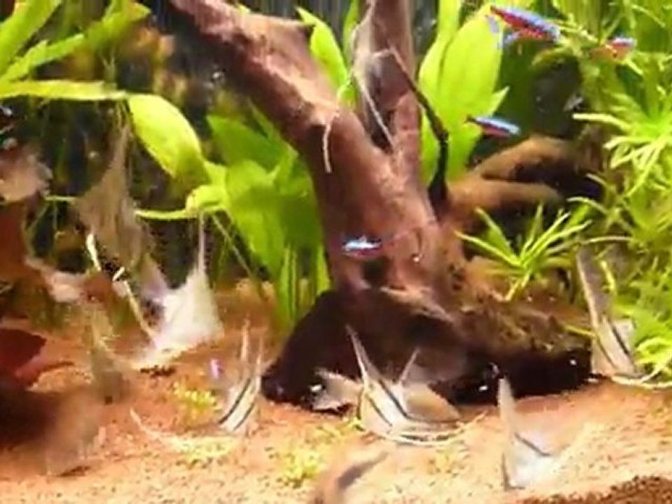 nourrissage momons 20 mai 2011