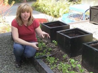 May 22/11 Senga's Vlog How, Where and When To Plant Parsley