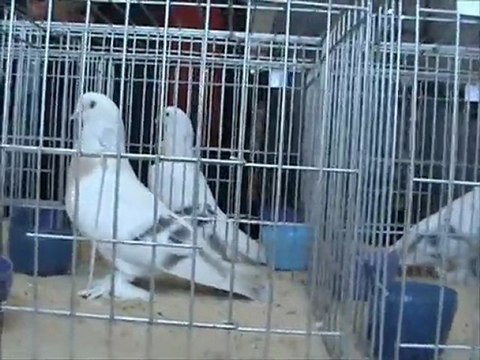 Çorum Şebap Güvercin Festivali Kurenk Erkek 1.cisi