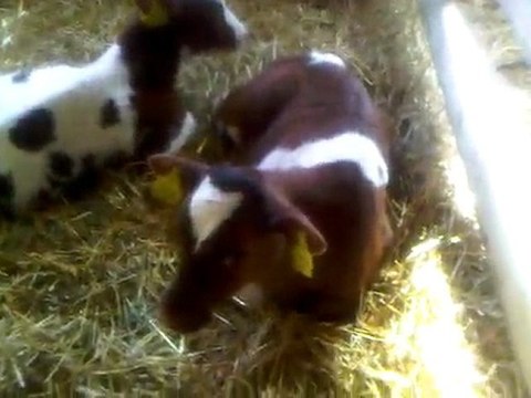 tel: 0546 851 6657 Satılık İthal Damızlık Gebe Düve Buzağı Angus Holstein Hoştayn Simental Buzağı Erkek Dana Süt Buzağısı