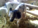 Satılık İthal Hayvan Satılık İthal Hayvan Temini Satılık Gebe Düveler Satılık Buzagılar Simental Holstein Angus ırkı safkan Buzağı
