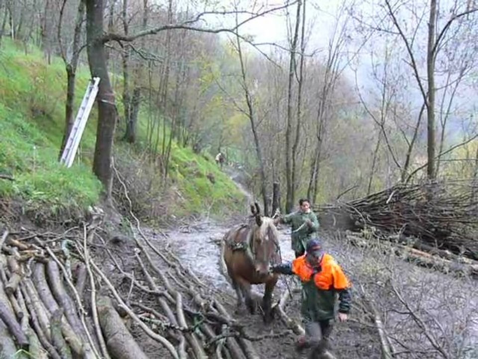 Test de l'hippotreuil en débardage au cheval 3
